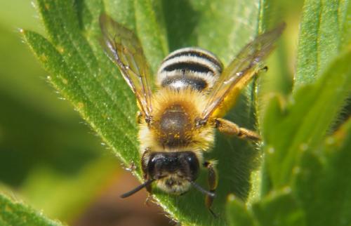 Andrena gravida